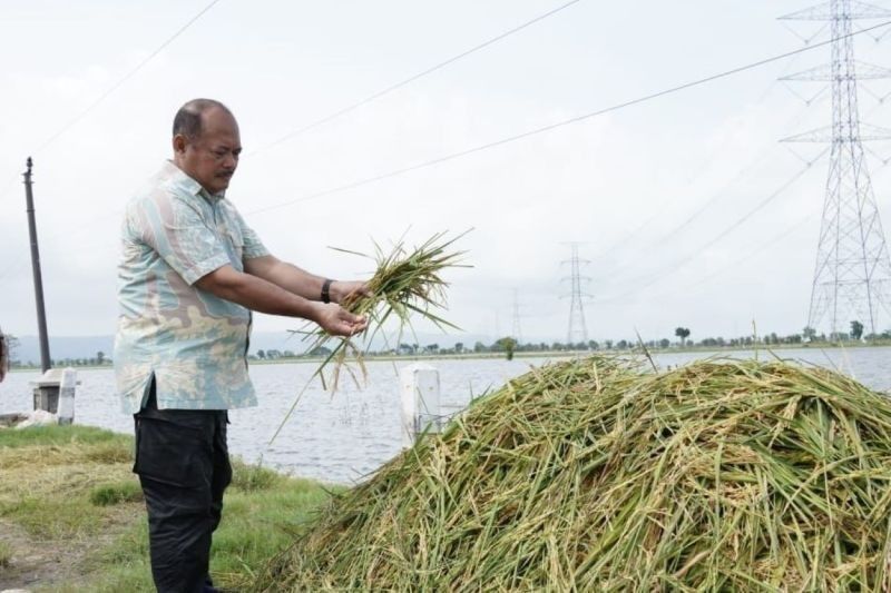 Bulog Diminta Serap Gabah Petani Pati Terdampak Banjir