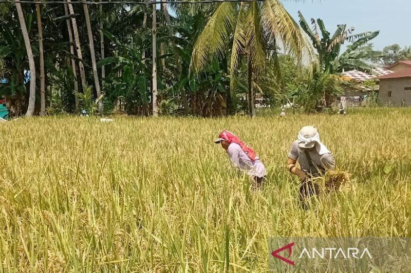 Serapan GKP Maksimal Stabilkan Harga Gabah di Sumut, Kata Pengamat