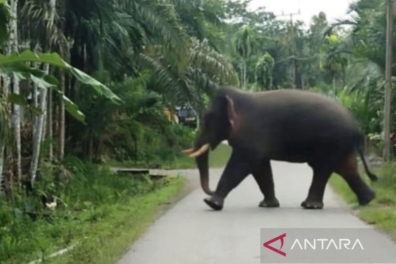 38 Hektare Kebun Sawit di Aceh Barat Rusak Dirusak Gajah Sumatera