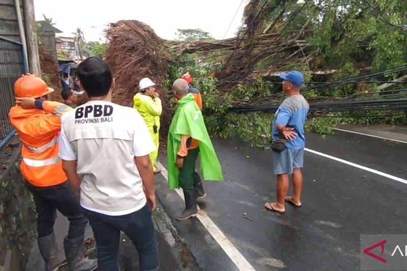 Hujan Lebat di Bali: BPBD Fokus Tangani Puluhan Kejadian Bencana