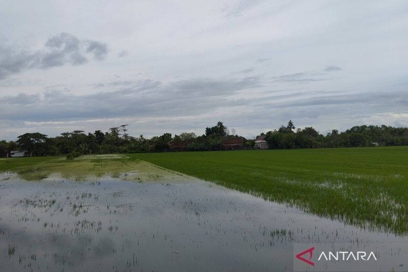 Kudus Ajukan Klaim Asuransi Padi Puso Akibat Banjir: 282,66 Hektare Terdampak