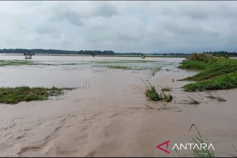 Banjir Lampung Selatan Rendam Ribuan Hektare Sawah, Petani Terancam Gagal Panen