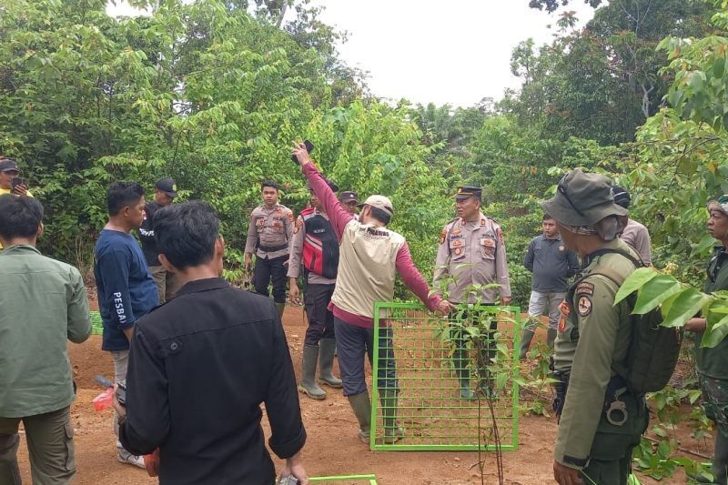 Pesisir Barat Kembali Pasang Jebakan Harimau Sumatra