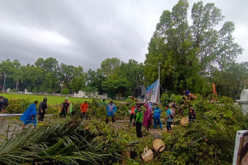 15 Pohon Tumbang Akibat Cuaca Ekstrem di Mataram