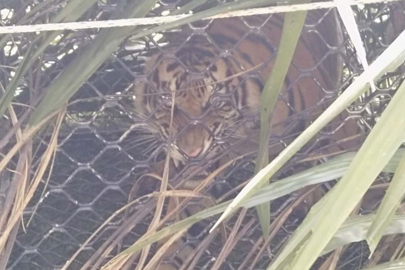 Harimau Sumatera Terjebak di Aceh Timur, Langkah Konservasi Dilakukan