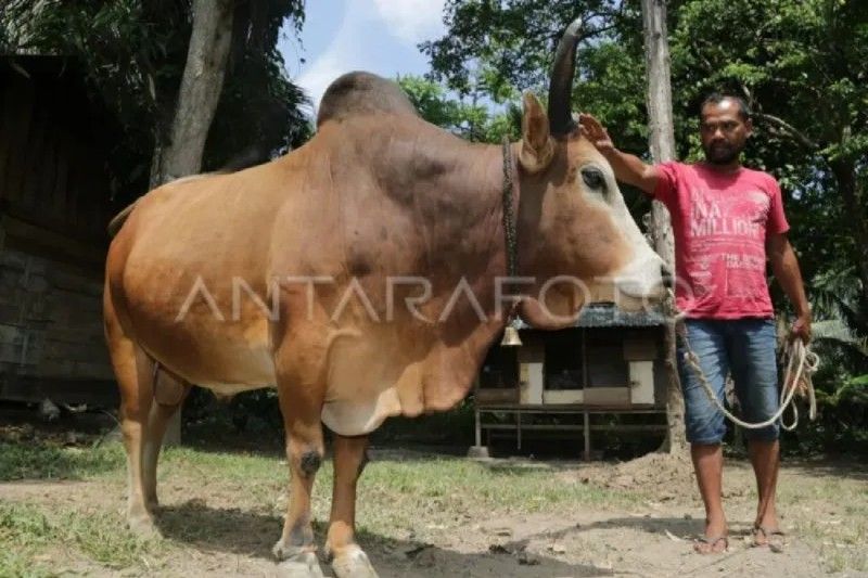 Aceh Bidik Swasembada Daging Sapi Lewat Perluasan Pembibitan Sapi Unggul