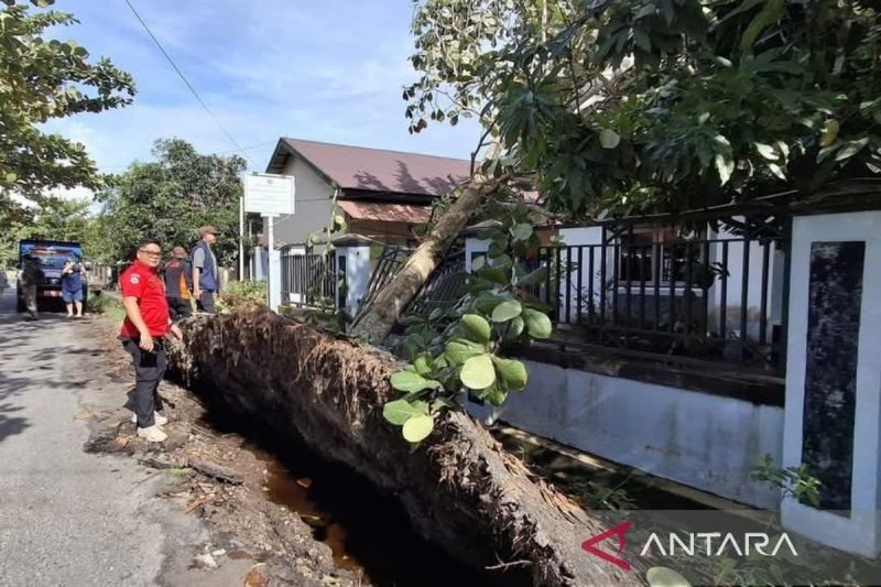 Cuaca Ekstrem di Palangka Raya: 17 Pohon Tumbang, BPBD Imbau Kewaspadaan