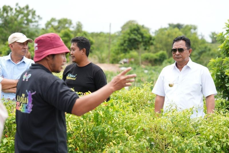 Sulbar Kembangkan Cabai Salodua: Potensi Ekonomi Baru dari Sektor Pertanian