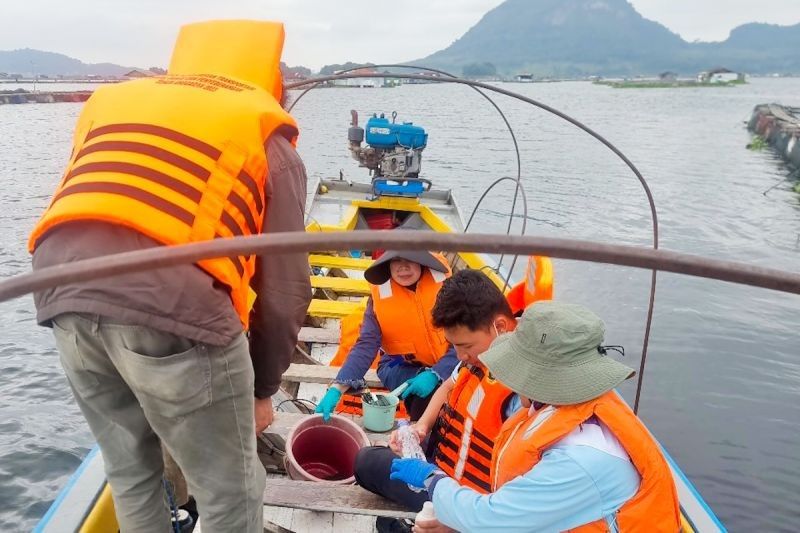 Misteri 100 Ton Ikan Mati di Waduk Jatiluhur: KKP Turunkan Tim Investigasi