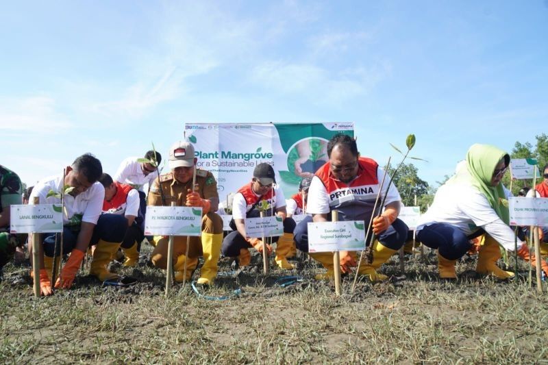 Pertamina Tanam 2.025 Mangrove di Bengkulu: Jaga Ekosistem Pesisir dan Mitigasi Perubahan Iklim