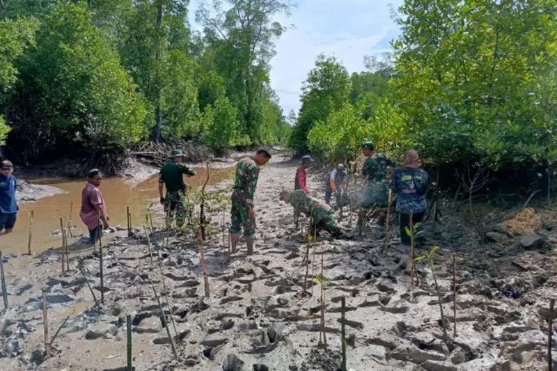 TNI dan Warga Berau Sukses Mitigasi Iklim lewat Penanaman Mangrove