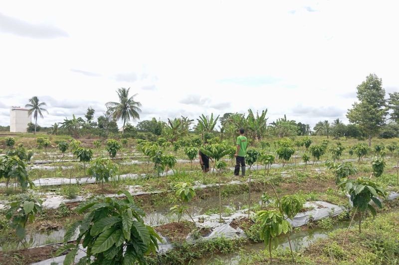 Inovasi Petani Tapin: Sukses Tanam Kopi Robusta di Lahan Rawa