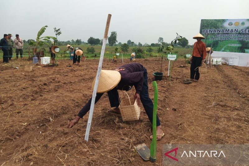 Indramayu Alokasikan 4.400 Ha Lahan untuk Program Agroforestri