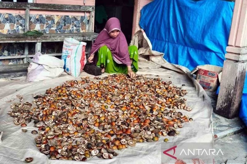 Pinang: Komoditas Andalan Baru Simeulue, Aceh