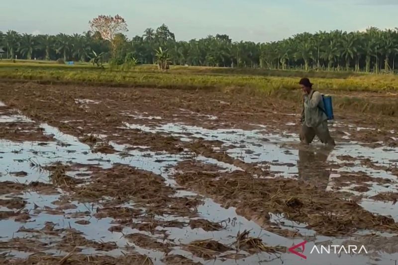 Mukomuko Larang Alih Fungsi Sawah Jadi Kebun Sawit