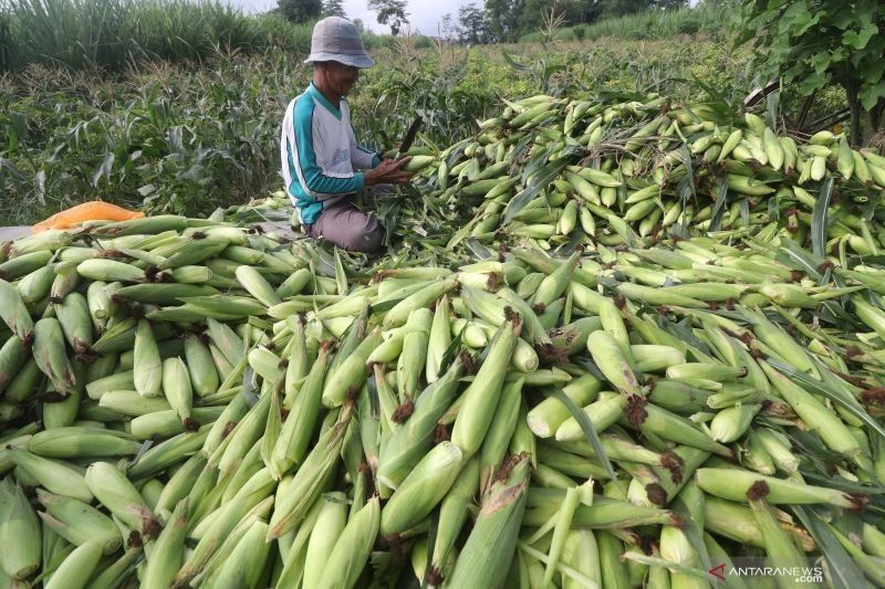 BRIN Ungkap Keunggulan Tumpang Sari untuk Ketahanan Pangan