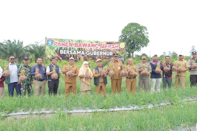 Babel Panen Bawang Merah 5 Ton, Dorong Swasembada Pangan