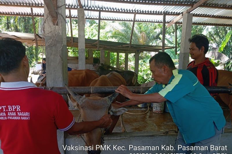 1.800 Sapi di Pasaman Barat Divaksinasi PMK: Upaya Pencegahan Wabah