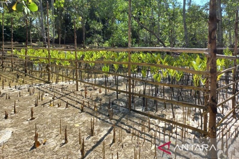 Kotabaru Tanam 26.000 Bibit Mangrove untuk Cegah Abrasi Pantai