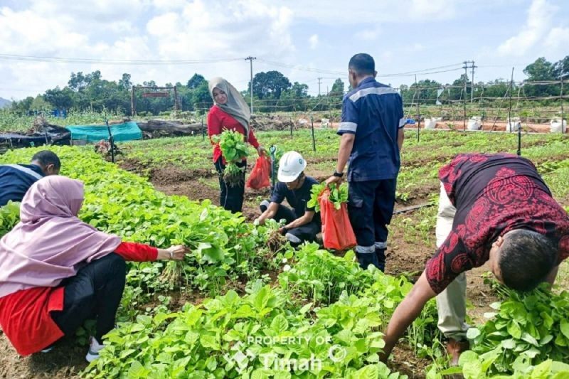 Farm Estate PT Timah: Ciptakan Lapangan Kerja dan Ketahanan Pangan di Bangka Barat