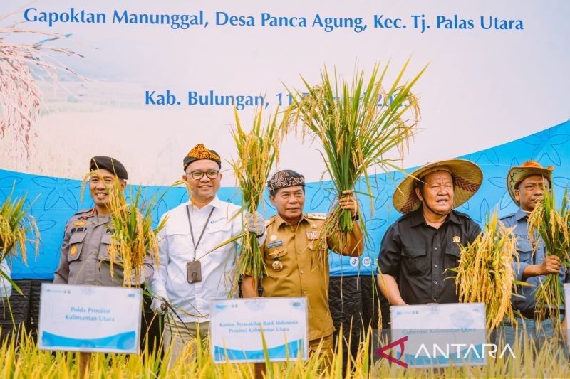 Kaltara dan BI Sukses Panen Padi Organik, Dorong Swasembada Pangan