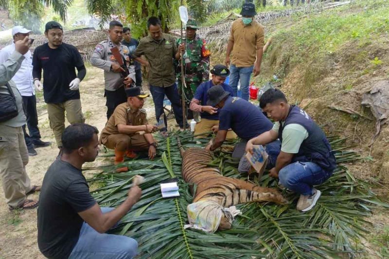 Harimau Sumatra Direlokasi Setelah Terjebak di Aceh Timur