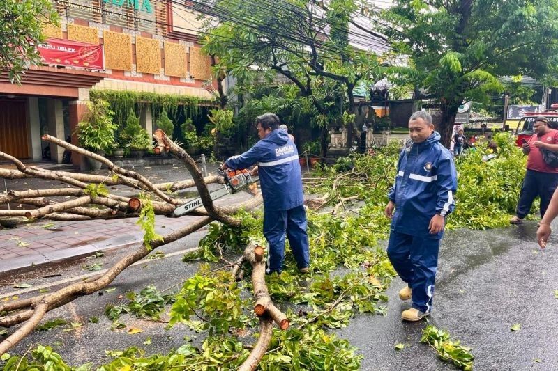 Waspada Pohon Tumbang Akibat Angin Kencang di Denpasar