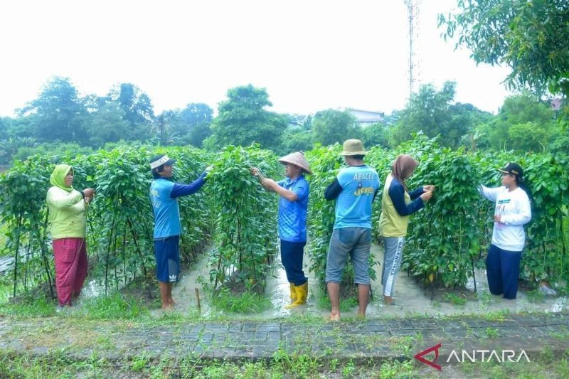 Lanud Halim Perdanakusuma Sukses Panen Kacang, Dukung Ketahanan Pangan Nasional