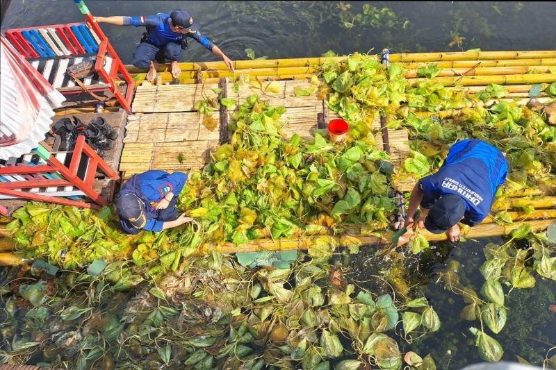 Pemkab Garut Bersihkan Eceng Gondok di Situ Bagendit