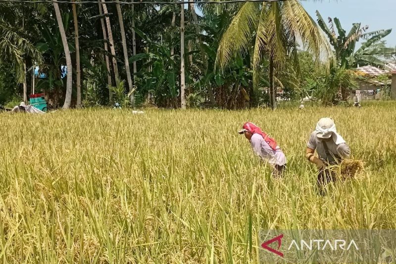 Bulog Sumut Maksimalkan Penyerapan Gabah, Target 12.000 Ton