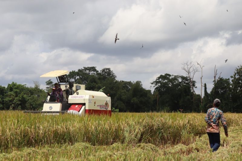 Sleman Proyeksikan Panen Raya: 13.439 Hektare Lahan Siap Tuai