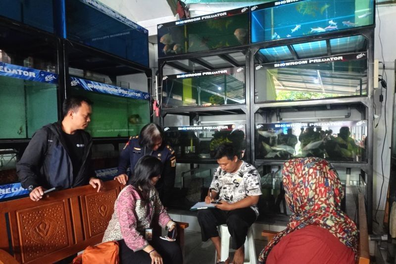 Sidak KPKP DKI Jakarta: Musnahkan Ikan Predator Terlarang di Kramat Jati