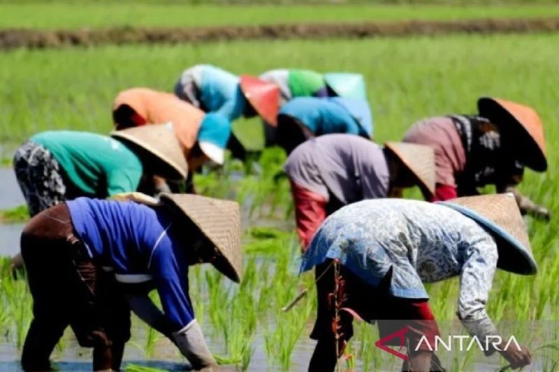 Situbondo Ditarget Luaskan Lahan Pertanian Jadi 65 Ribu Hektare