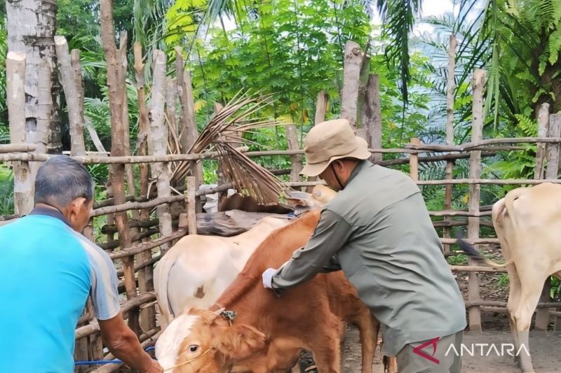 OKU Gencarkan Vaksinasi PMK Cegah Wabah di Hewan Ternak