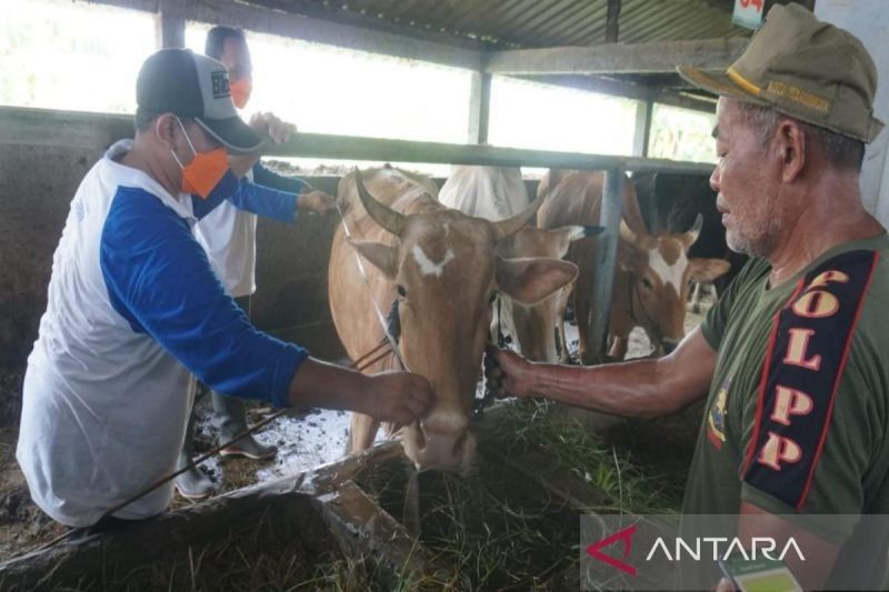 Pemkot Pekalongan Batasi Lalu Lintas Ternak Cegah PMK