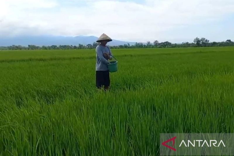 Gapoktan Belum Siap Salurkan Pupuk Subsidi, IPB Sarankan Penundaan