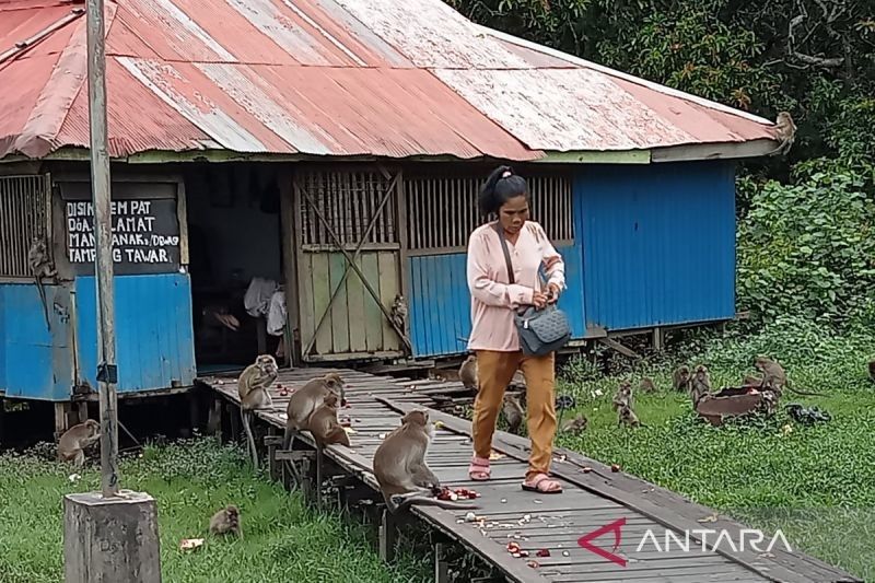 Monyet Liar di Batam: Imbauan Kebersihan Cegah Serangan