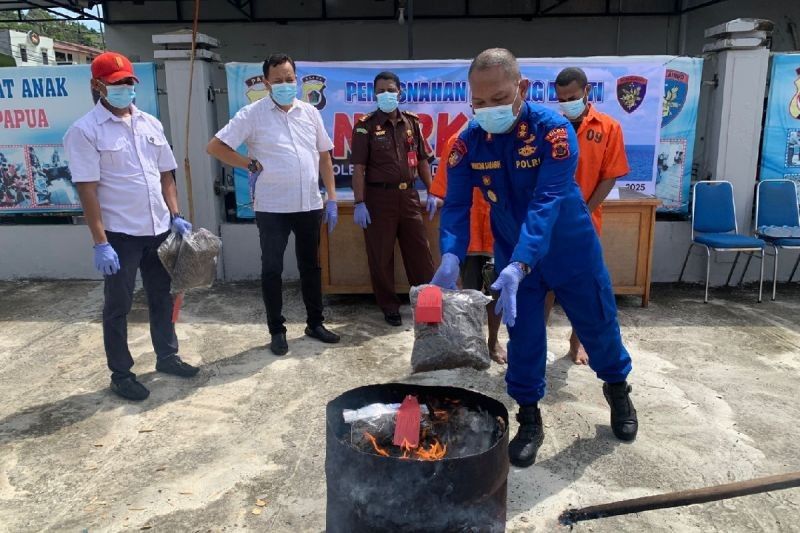 Polda Papua Musnahkan 6,1 Kg Ganja Asal Papua Nugini