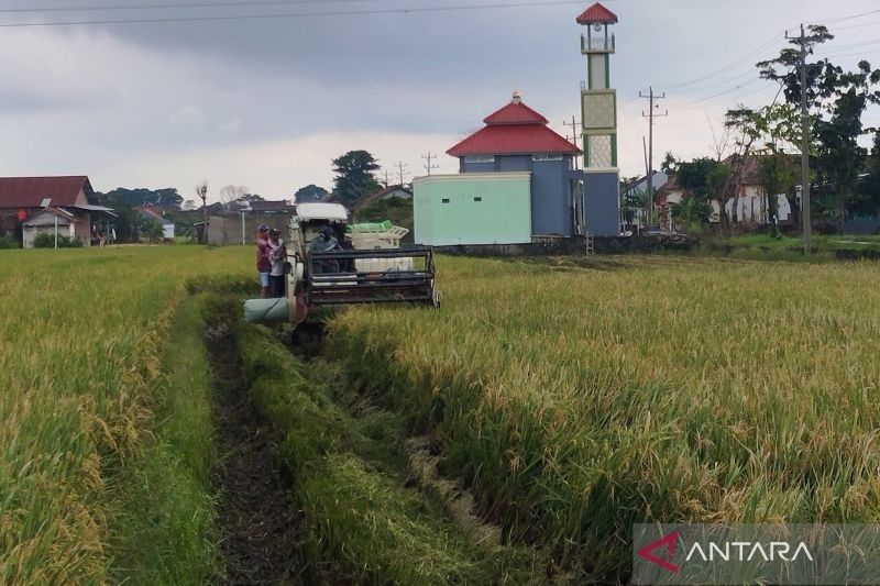 Bulog Mulai Serap Gabah Petani Kudus, Target 23.000 Ton