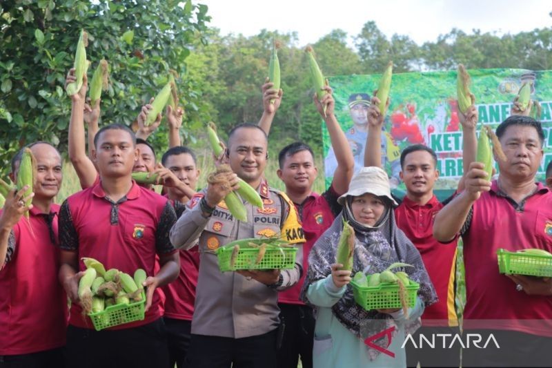 Polres Bangka Tengah Sukses Panen Jagung Manis, Dukung Ketahanan Pangan Nasional