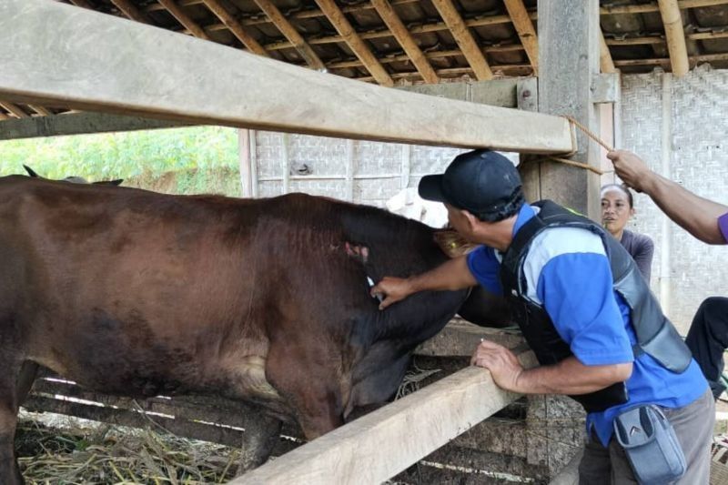 Pacitan Terima 28.750 Dosis Vaksin PMK, Perlindungan Maksimal untuk Ternak