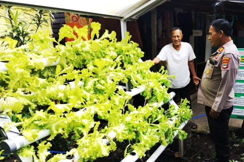 Polresta Banjarmasin Dukung Ketahanan Pangan Lewat Kebun Warga