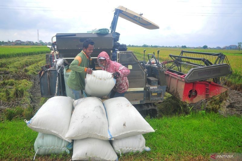 Pertanian Maju: Kunci Kemakmuran Petani dan Swasembada Pangan Indonesia