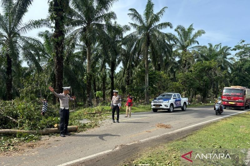 Pohon Tumbang di Mukomuko, Polisi Atur Lalu Lintas