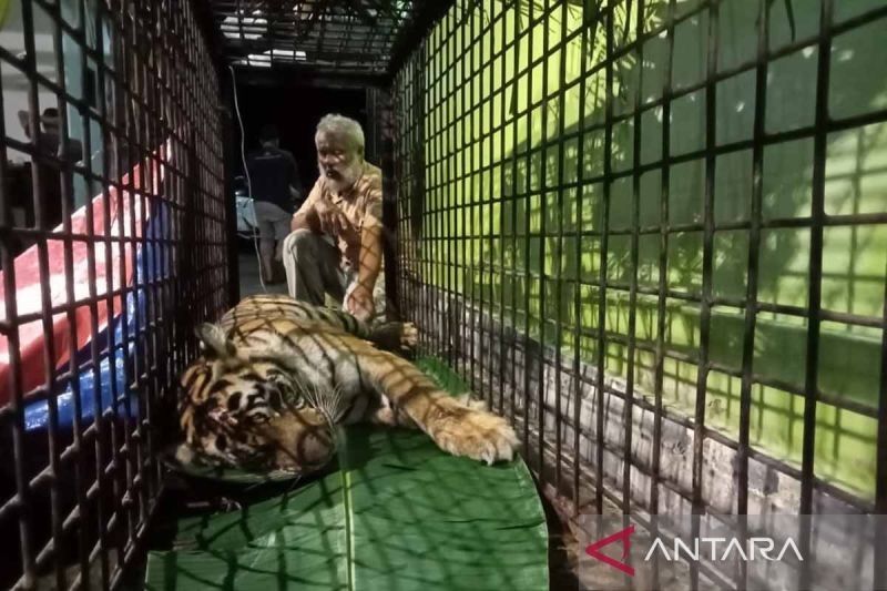 Tim BKSDA Aceh Tangani Gangguan Harimau Sumatra di Aceh Selatan