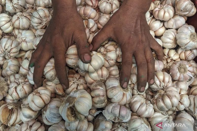 Harga Pangan Hari Ini: Bawang Putih Tembus Rp44.750 per Kg