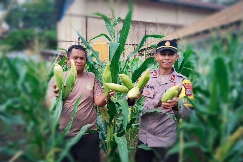 Polres Donggala Pantau Ketahanan Pangan Lewat Pengecekan Kebun Petani