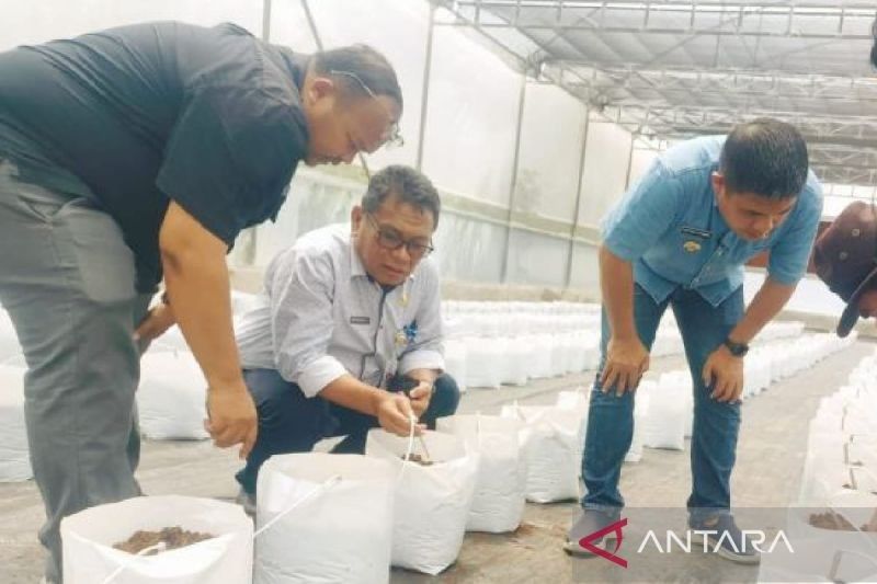 Taput Kembangkan Smart Greenhouse: Revolusi Pertanian Berbuah di Tapanuli Utara