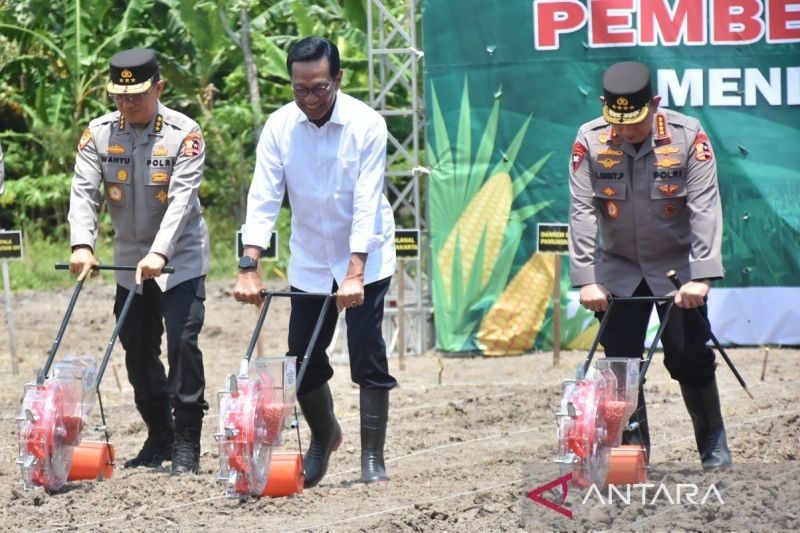 Sri Sultan Hamengku Buwono X Sarankan Petani Pilih Jagung Sebelum Penjemuran