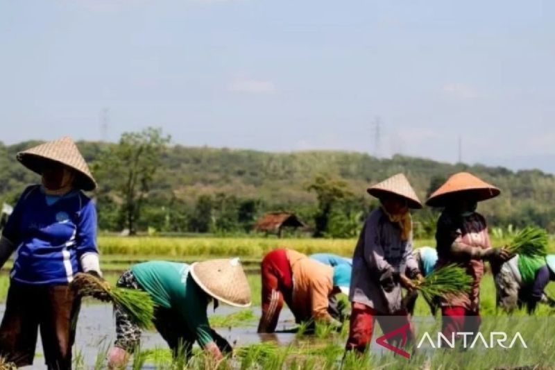 Gapoktan Situbondo Siap Jadi Penyalur Pupuk Subsidi: Tantangan Gudang Pupuk